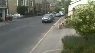 Ram raid at Ollies Pet Shop Waterfoot