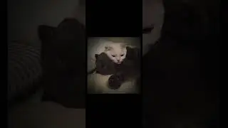 песня 