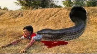 Build Deep Hole Underground Python Trap Using Car Wheel That Work 100%
