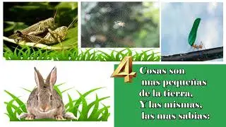 hormiga (ant)