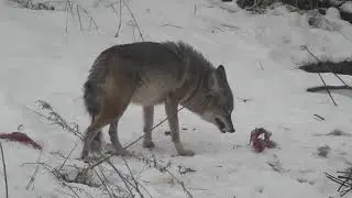Captain Jokeswell Shows an Urban Coyote With a Strange Tail
