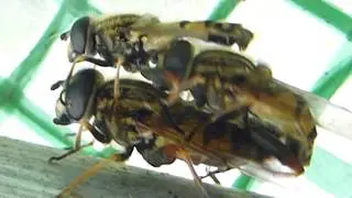 Mating Hoverflies - Three of them - Helophilus pendulus - Randasveifur - Randaflugur - M&ouml;kun flugna