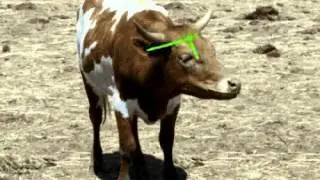 Tastes Awful - Animal Behavior