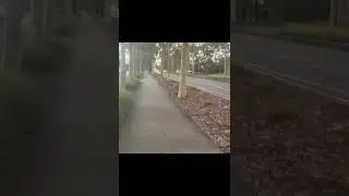 Relaxing Evening Walk | Western Sydney Nature Sounds