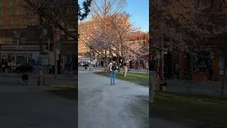 Cherry Blossom blooming at Trinity Bellwoods Park # #toronto
