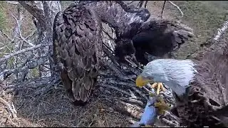 SWFL Eagle. Two fish deliveries. E22 is more agile, but E21 still takes away fish.9.03.2023