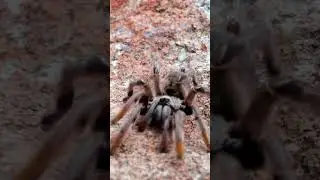 Tarantula spider walks 4K close up | Tarantula spider walking Sound effect | Tarantula walks