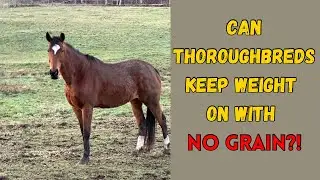 Why I Feed My Hard Keeper Thoroughbreds NO GRAIN | Horse Feed Routine