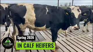 Spring In Calf Heifers
