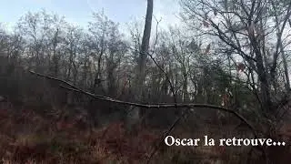 becasse Landes Oscar et la b&eacute;casse