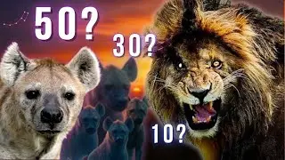 How many hyenas would it take to kill Scarface the lion?