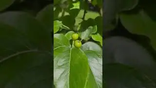 Three Apple Trees #apple #applelovers #apples