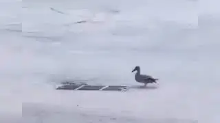 Momma duck loses ducklings to storm drain... Happily reunited 🦆 (Credit Instagram/LitePimp)