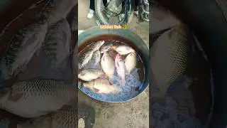 😲 ✅Biggest Fish Ever Caught!✅🐠