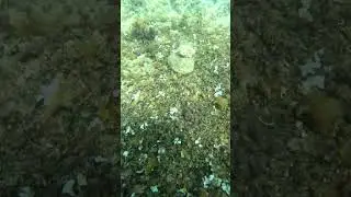 Can you spot a marine life fish throughout this swimming footage? Mediterranean Sea France, 8/2/2025