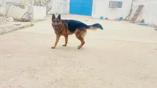 German shepherd Barking 🔥| Gsd❤️ | Puppy | Training | 3 years old | Double coat | German |
