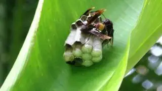 Polistes sagittarius/Papierwesp/Slender banded paper wasp in Thailand