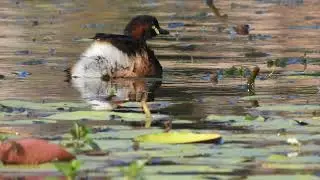 Bird. Grebe swimming and diving with other birds