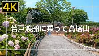 【2022年6月】若戸渡船に乗って高塔山の紫陽花を見に行ってみた【4K】