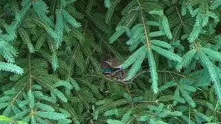 Veery on her Nest (30 Seconds of Peace)