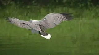 Sony Alpha One 4K 120P. White Bellied Sea Eagle diving for fish