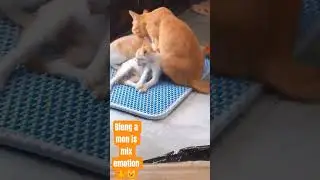 😺 🐈 cat bonding with her kittens, the orange family  #shorts #kitten #youtubeshorts #short #ytshorts