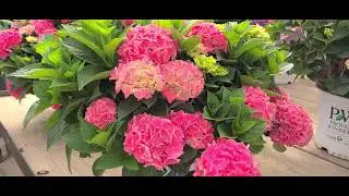 18 seconds of Hydrangea Cityline&reg;Vienna //COMPACT, Free Flowering & Long Blooming Mophead Hydrangea!
