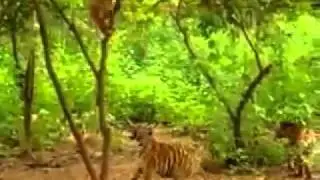 Funny monkey not seen ever