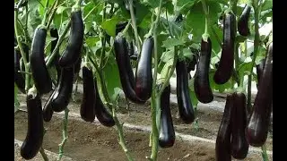 The Life Cycle of Eggplant | Modern Agriculture Cultivation and Harvest of Eggplant