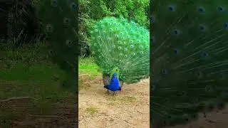 A vibrant parade of peacocks dancing gracefully &mdash; feels like a divine connection 🦚✨ #PeacockDance