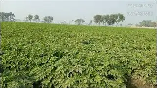 watch farezan coros cow for seel panjab pakistan.22.12.2021