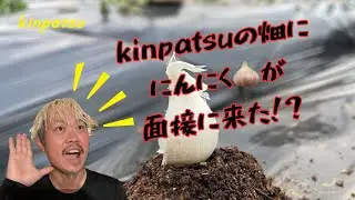 kinpatsuの畑に、にんにくが面接にきた⁉︎笑