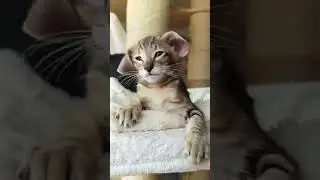 Cat with very long ears