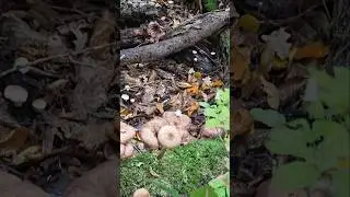 Viele Pilze im Rasteder Schlosspark #pilze # hallimasch #rastede #schlosspark
