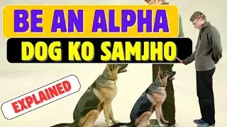 Your Dog Still Thinks You&rsquo;re in a Pack 🐾 | The Ancient Wolf Instinct Explained in Hindi