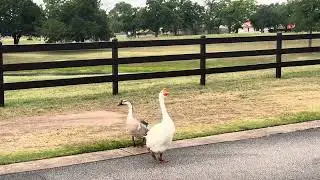 The Colony Bastrop, resident Geese