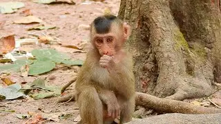 Good Job Cute Boy Baby Monkey Rex He Know All Friends Here And Playing Forget Mom Monkey Rose