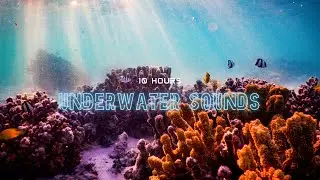 Submerged Symphony Dive into the Captivating Underwater Soundscape