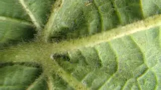 Cotton Mites and Cotton Thrips - both are friends together but enemy of our crops - IPM