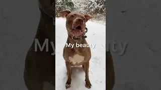 50% людей испугались😱 #shorts #питбульджина #doglife #pitbulls #funnydogs