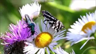 Acontia and Oedemera