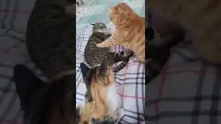 😸 Super Funny Cats | Cute and Hilarious Cat Moments Compilation