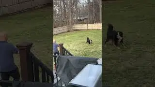 Bernese Mountain Dog Puppy Won't Come Inside