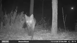 Red Fox Night Moves
