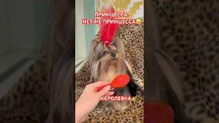 ЗВяЗДА,НЕ МЕНЬШЕ😉 #dog #dogs #funny #shorts #short #viral #new #viralshorts #shortvideo #humor