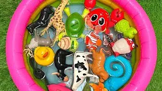 My First Ocean Animals | fun Sea Creature Names, Facts & Learning Toys