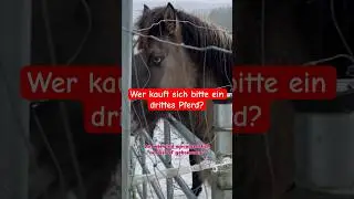 3tes Pferd?￼ #viral #horse  #trending #reels #shorts #influencer #fyp #pferde #explore #subscribe