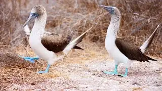 Blue Footed Booby | Interesting Name for an Interesting Bird - Diver Fishing and Land Clumsy