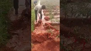 🌱 Village Farmer Hard Work | Agriculture Shorts #Farmer #VillageLife #Agriculture #NatureShorts #🌾🙏🙏