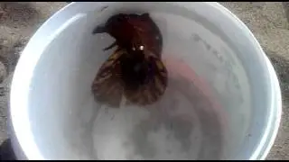 neudibranch